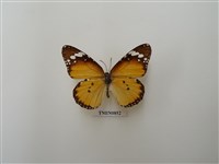 藏品(金斑蝶)的圖片